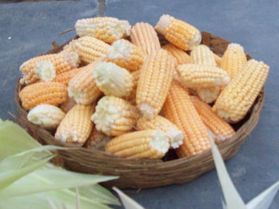 organic garden - corn harvest