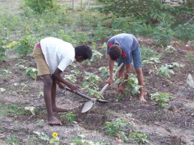 organic garden - working on