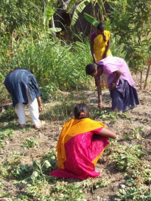 harvesting onions