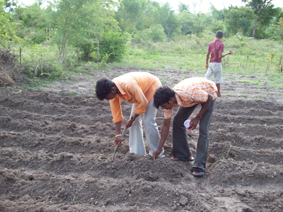 Veg garden 1