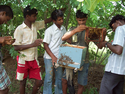 bee keeping 1