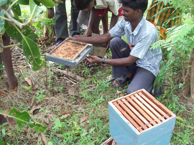 bee keeping 3